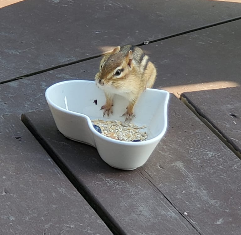 Animal Communication with wild animals like chipmunks