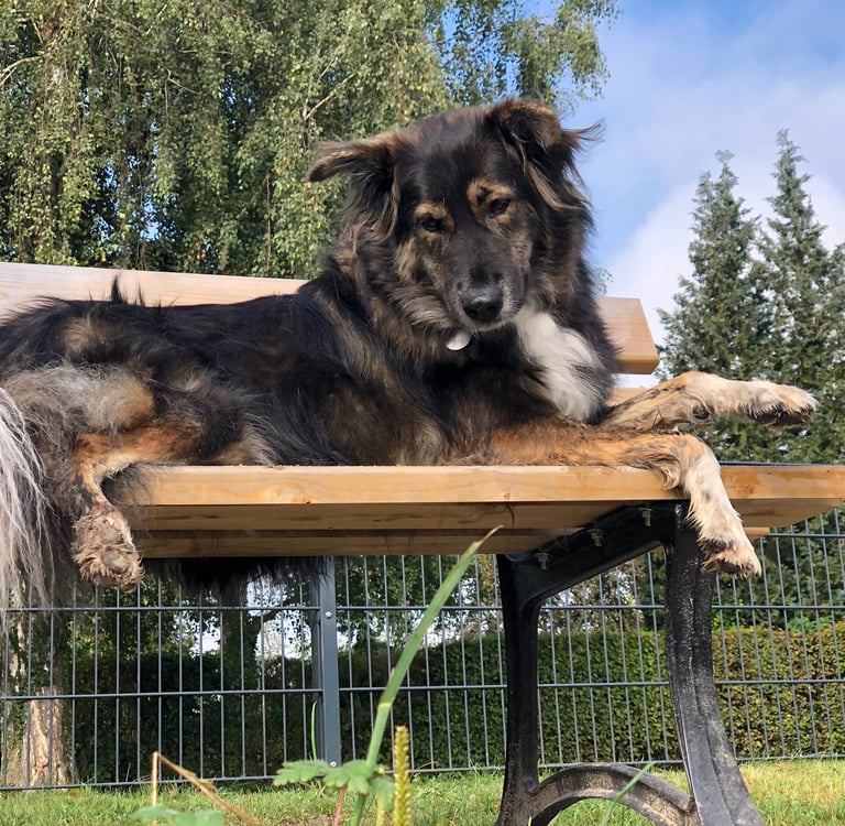 lerne TCM für Hunde und Tiere