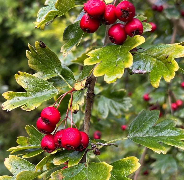 Weissdorn in der Chinesischen Medizin