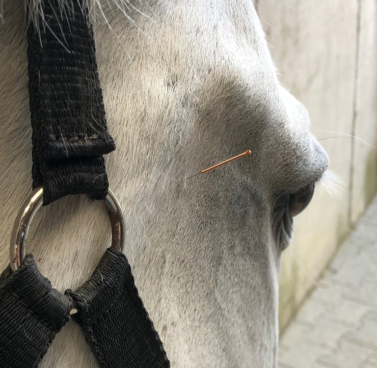 Fünf Elemente Akupunktur für Pferde und Hunde