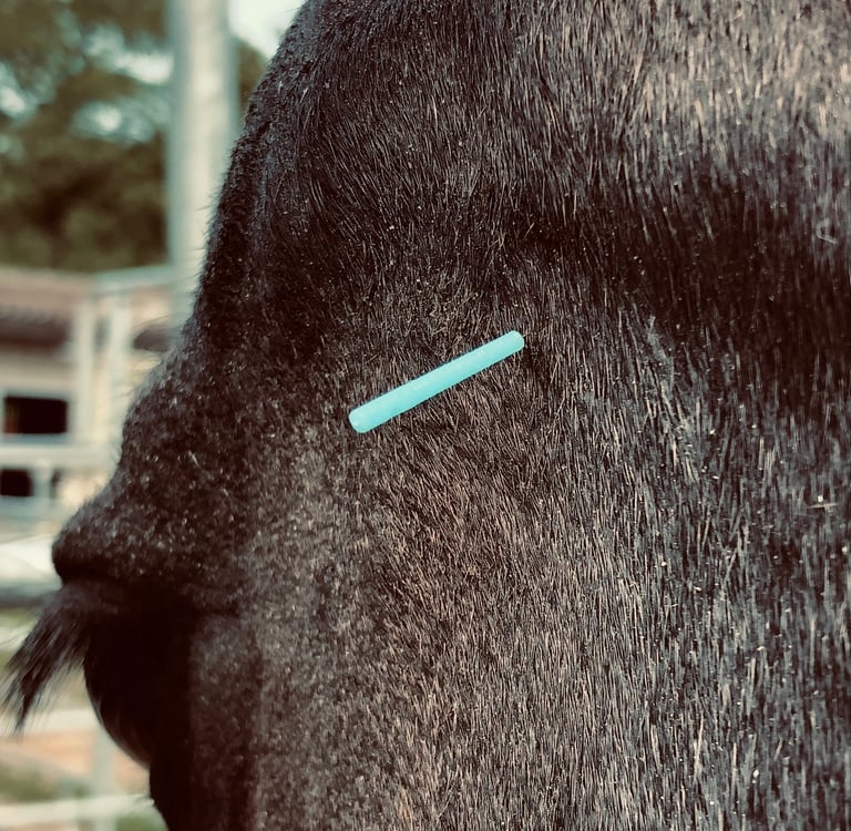 Akupunktur für Pferde mit Nadel und Laser