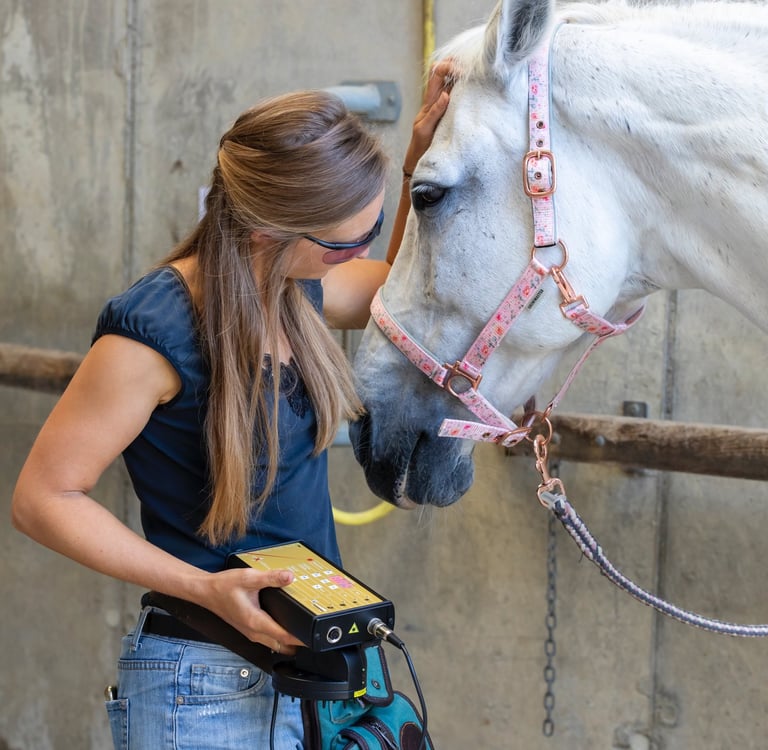 Tiere verstehen mit Psychosomatik für Tiere
