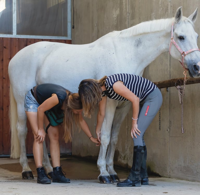 TCM Coaching für Tiertherapeuten und Tiertherapeutinnen