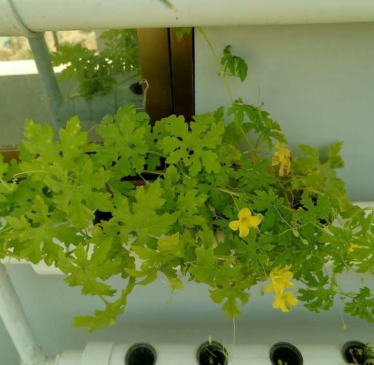 Hydroponic starter kit