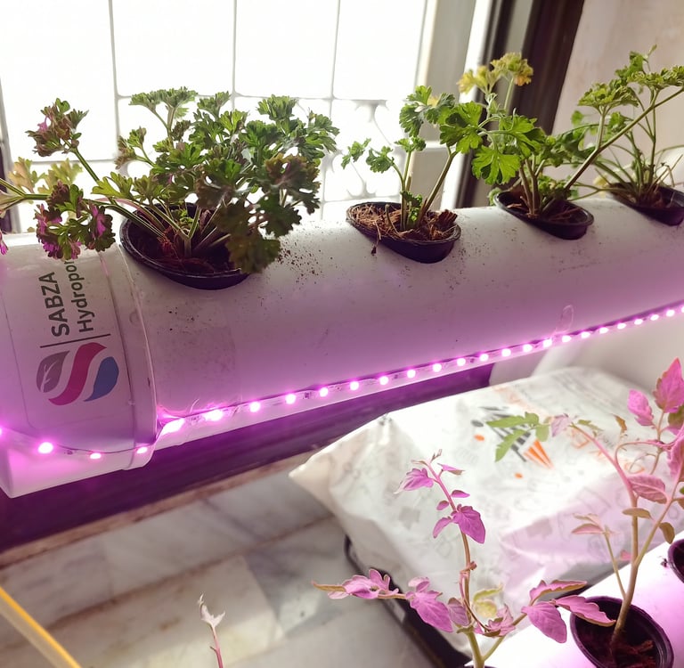 hydroponics in pakistan