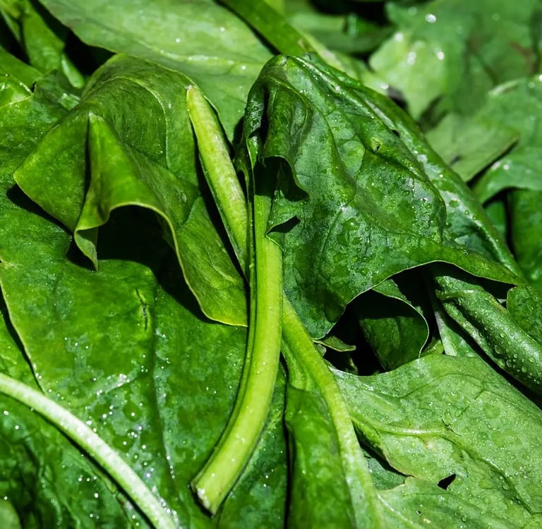 Feuilles d’épinards fraîches récoltées, encore couvertes de gouttes d’eau, cultivées en pot