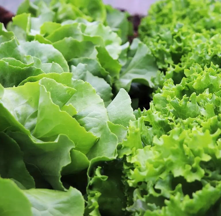 Feuilles de laitues pommées et frisées cultivées en pot sur un balcon