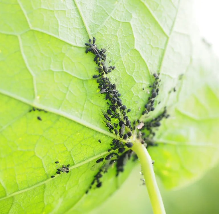Invasion de pucerons noirs sous une feuille verte sur un balcon potager urbain