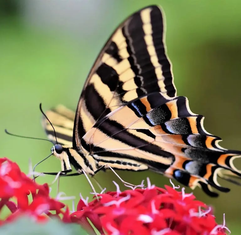 Papillon flambé butinant des fleurs rouges