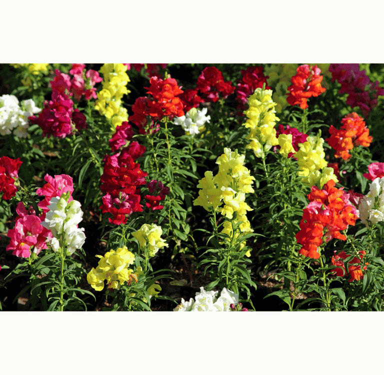 Antirrhinum majus with tall spikes of colorful tubular flowers in pink, red, yellow, and white.