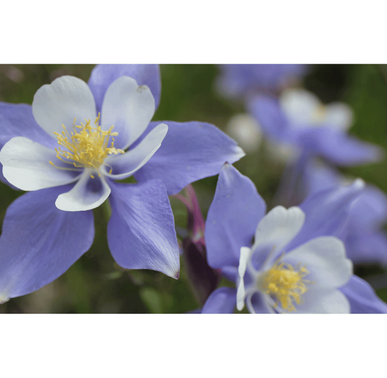 Aquilegia vulgaris with delicate, nodding purple and blue flowers featuring spurred petals.