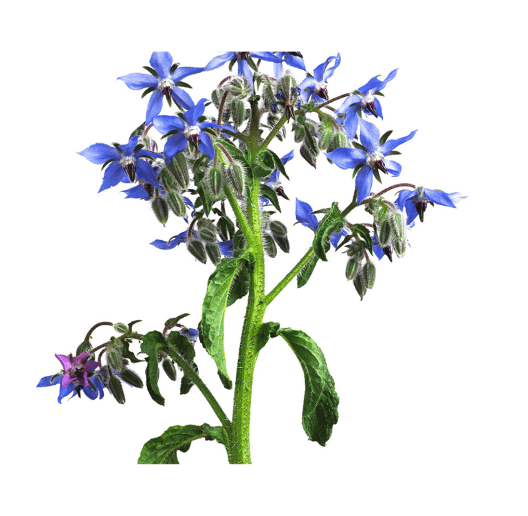 Borago officinalis with vibrant star-shaped blue flowers, fuzzy green stems, and textured leaves