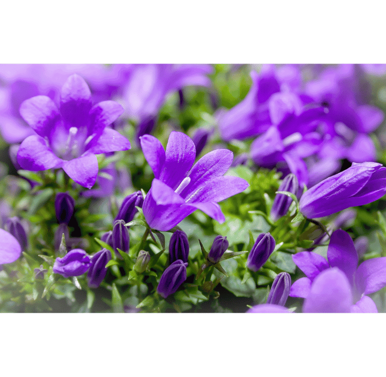 Campanula spp., bell-shaped blue and purple flowers with green foliage in a garden setting.