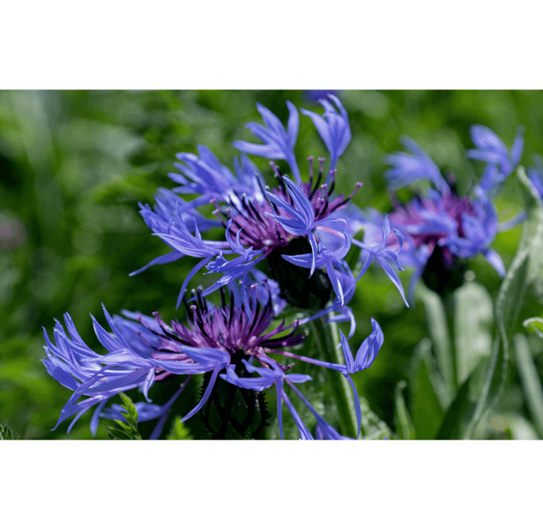 Centaurea cyanus with vivid blue petals and slender green stems, blooming in a meadow.