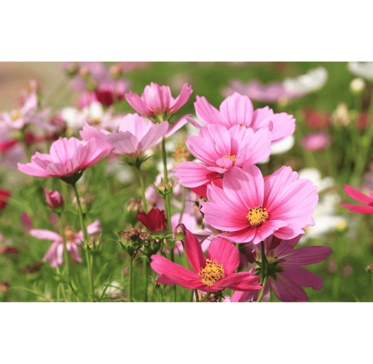 Cosmos bipinnatus with vibrant daisy-like flowers in shades of pink, white, and magenta.
