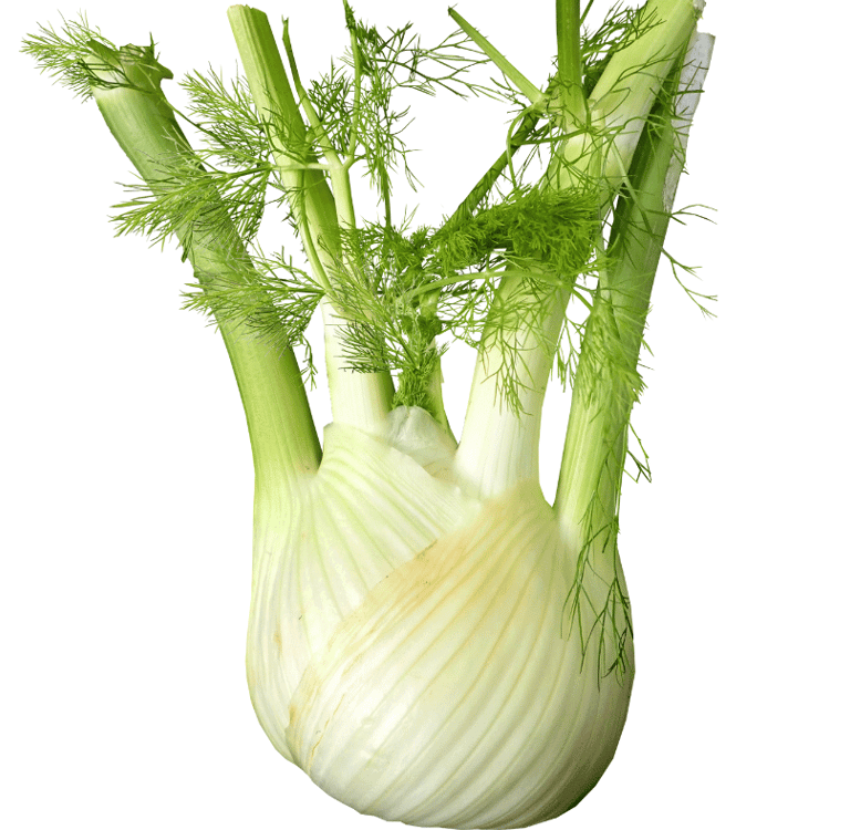 Fresh fennel  with feathery green leaves, showcasing their crisp white layers and vibrant foliage
