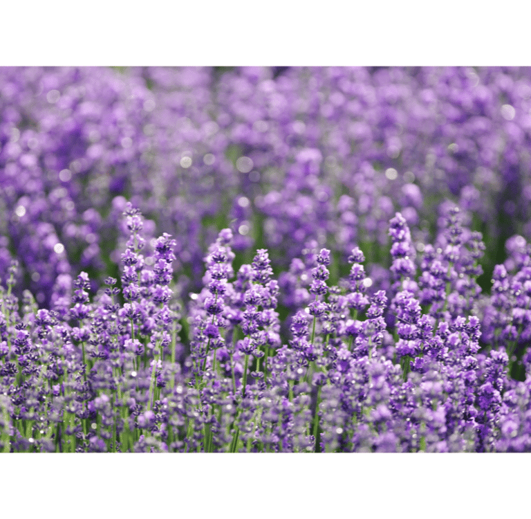Lavandula angustifolia growing in a sunny garden setting