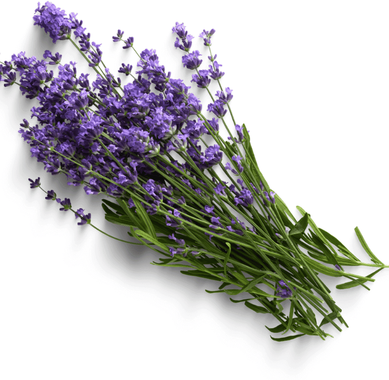 Fresh lavender flowers with vibrant purple blossoms and green stems