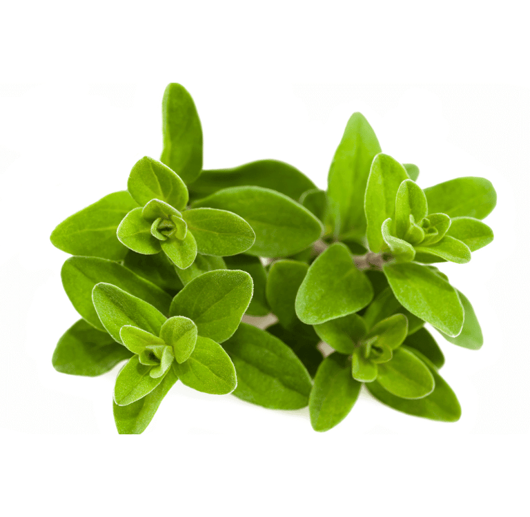 Origanum majorana  with small, oval-shaped, bright green leaves growing in dense clusters