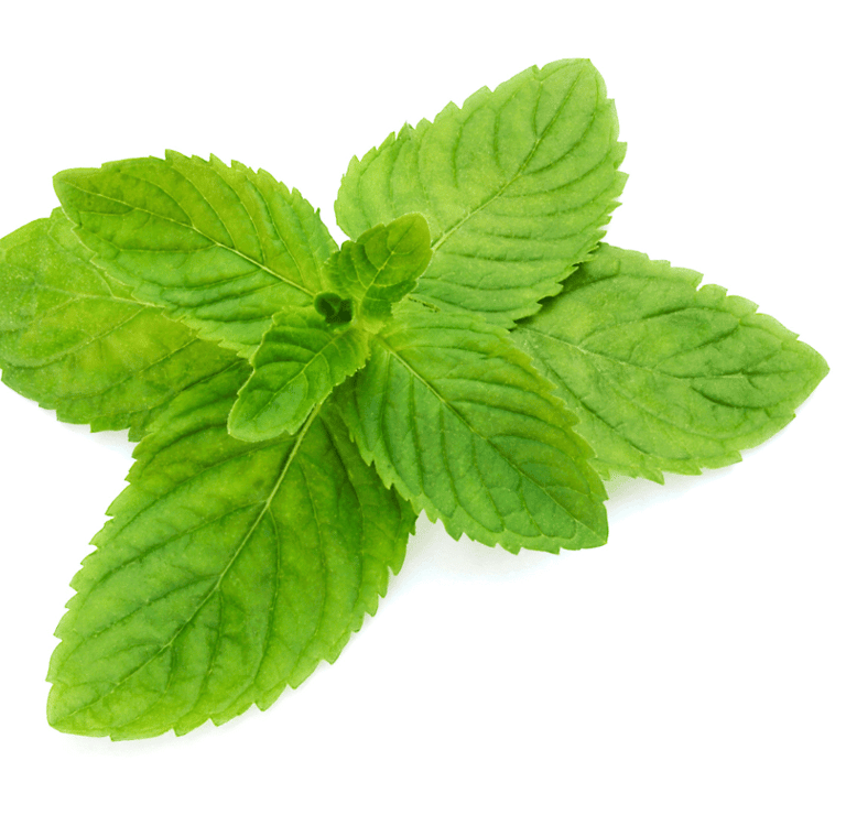 Mentha spp. with vibrant green, rounded leaves and a dense, spreading growth habit.