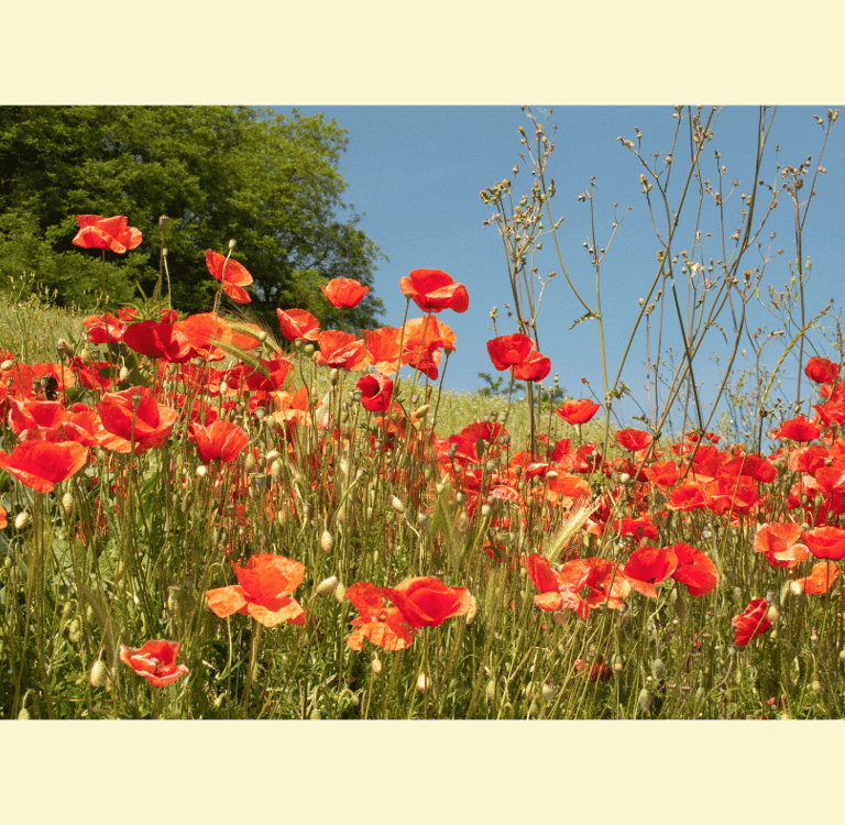 Papaver rhoeas with scarlet, paper-thin petals and a dark center, swaying on slender green stems.