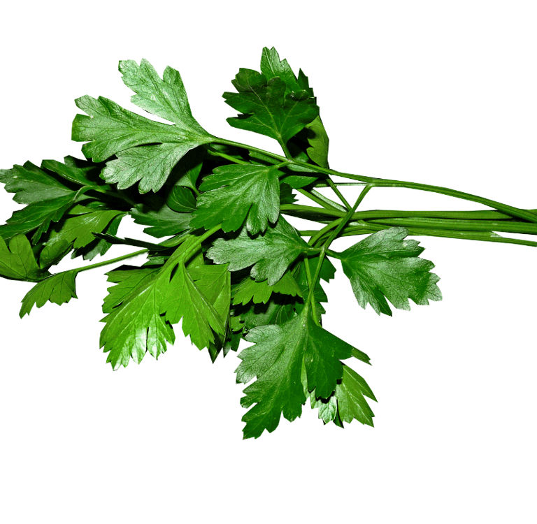 Petroselinum crispum with lush, deeply divided green leaves and delicate serrated edges