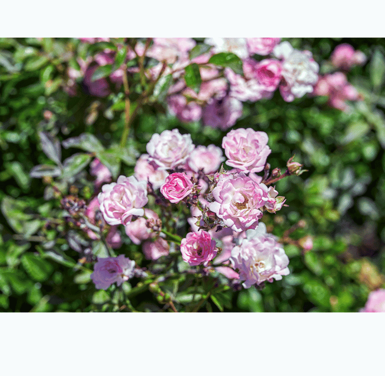 Rosa gallica in full bloom, displaying deep pink to red petals with a velvety texture.