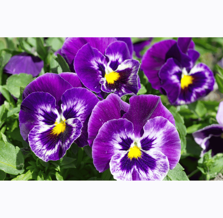 Viola tricolor with delicate purple, yellow, and white petals set against green foliage.