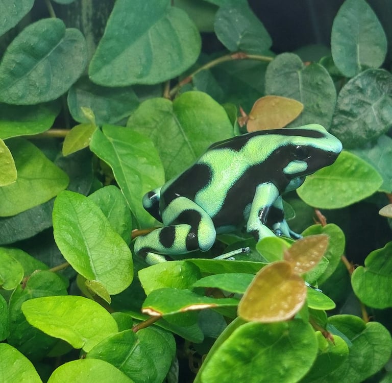 Dendrobates auratus