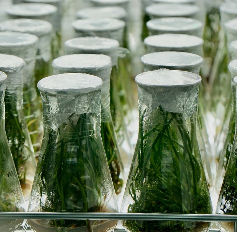 a bunch of bottles of water and plants in a row