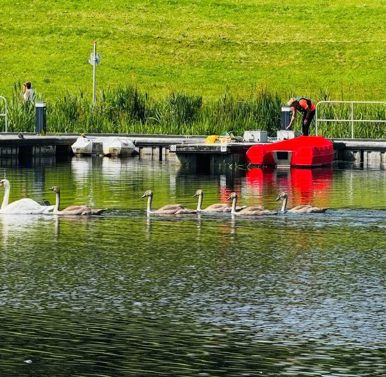 a group of swans and ducks in a lake