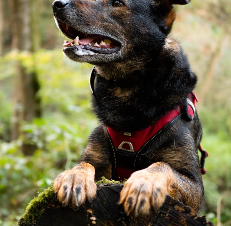 Un chien allongé sur un tronc