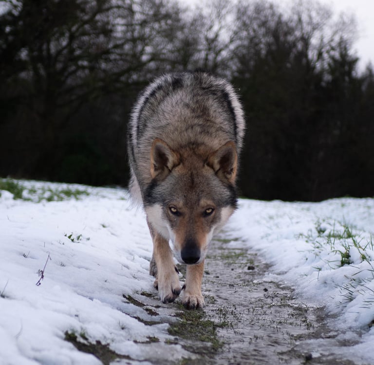 Un chien loup qui marche dans la neige