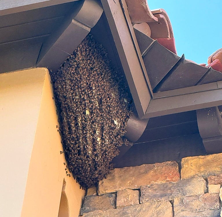 A large Africanized honey bee swarm clustered on a house roof eave above a stone wall.