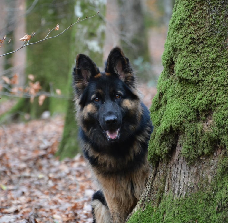 chien berger allemand Alençon