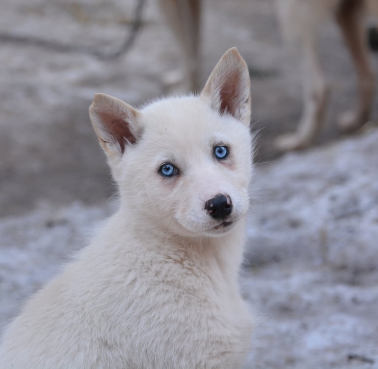 pet sitting Alençon 