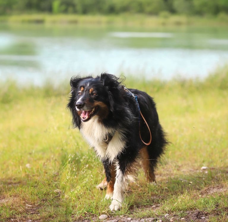 berger australien Alençon