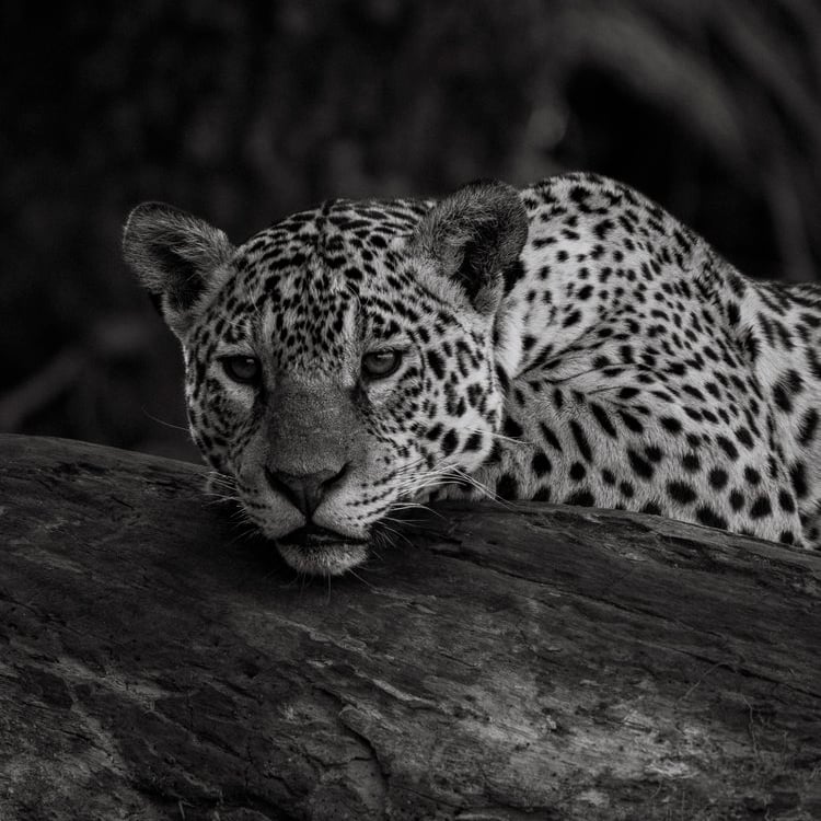 a leopard resting on a log log in the wild