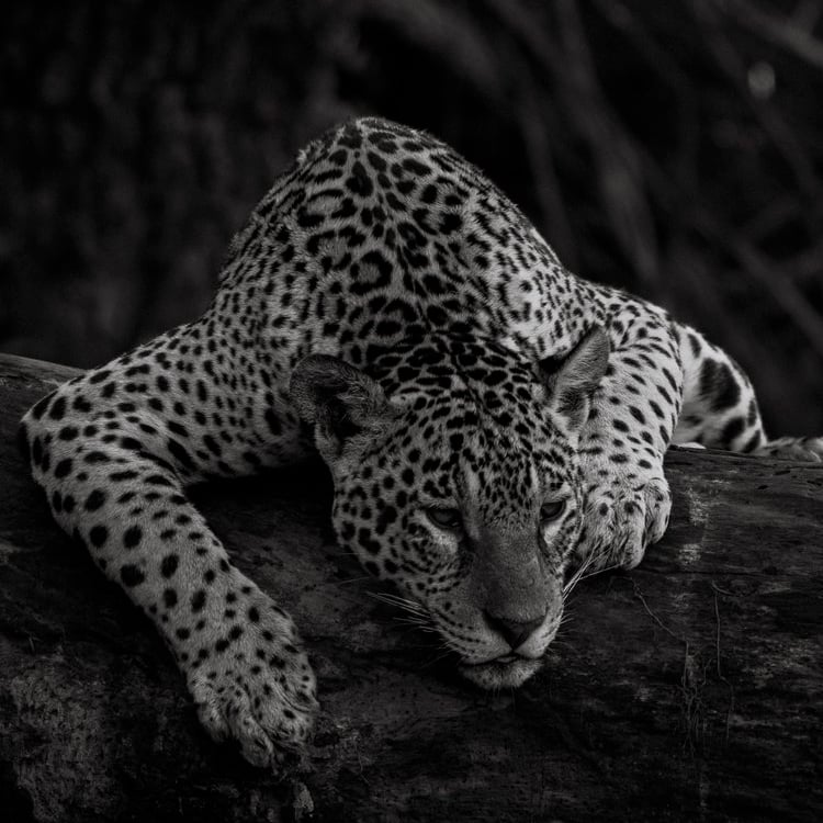 a leopard laying on a log log in the woods