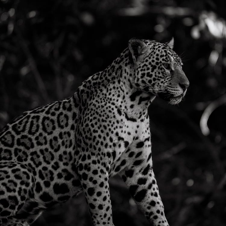 a leopard standing on a log log in the woods