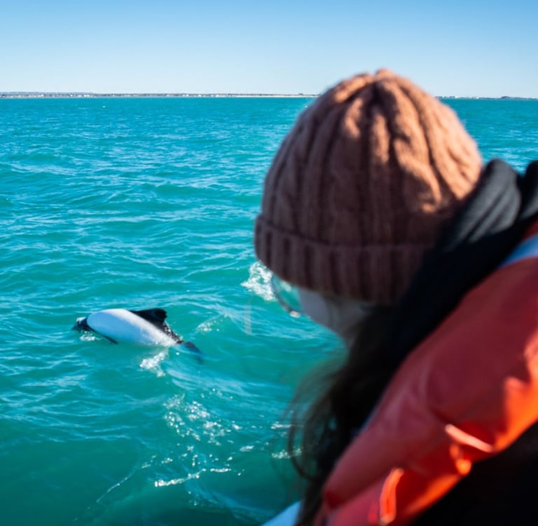 Avistaje de Toninas - Playa Unión