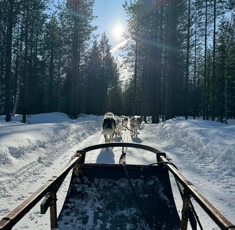 Husky sled dogs pulling a wooden sled through a snowy pine forest trail in Lapland under a bright sun.