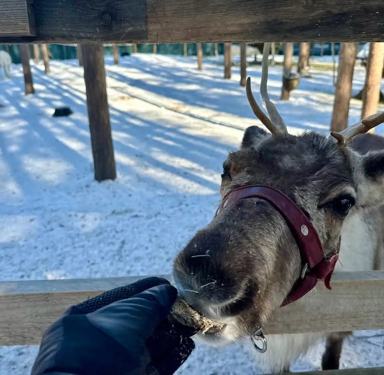A gloved hand feeding a reindeer with antlers at a snowy outdoor winter farm enclosure.