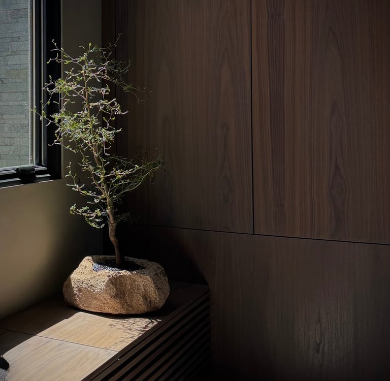 Sculptural operculicarya tree in a Tucson residential interior, plant design by Botanic Bliss Co.