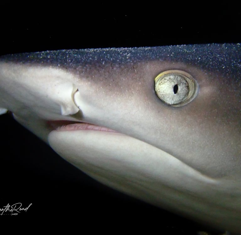 Majestic white tip reef shark swimming in the waters around Gili Trawangan, a highlight for divers.