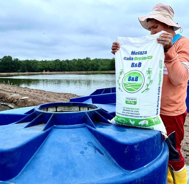 Aplicación de melaza en camaronera