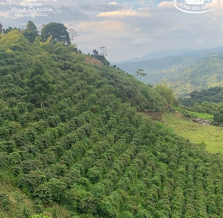 turismo en fincas caferteras