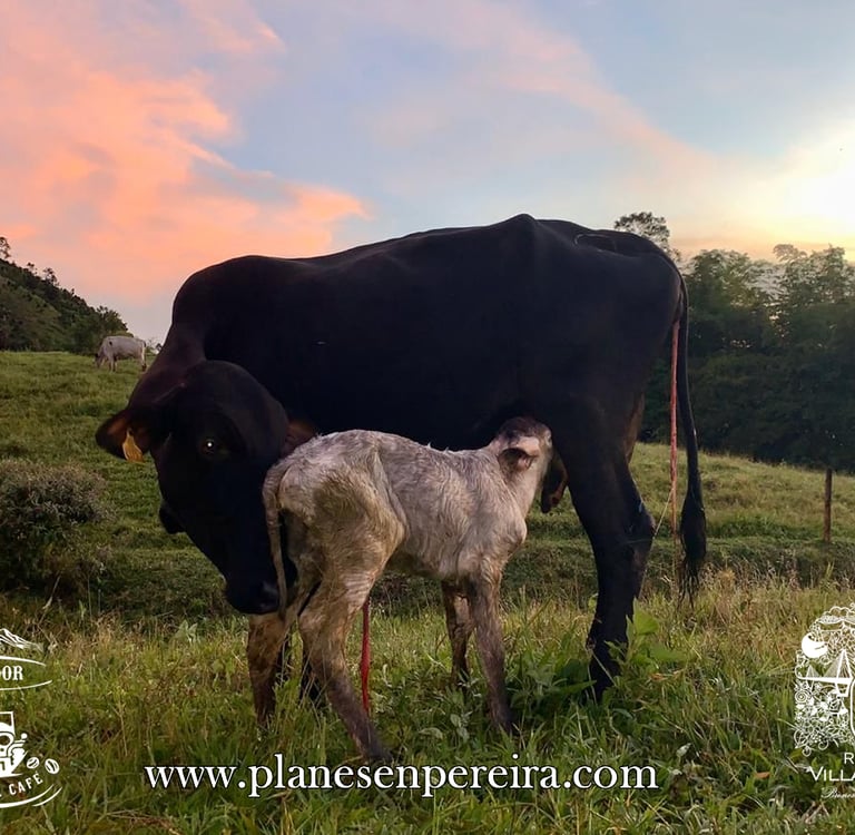 fincas con animales para niños en pereira