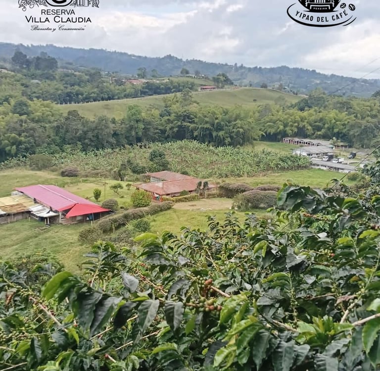 tour cafetero pereira
