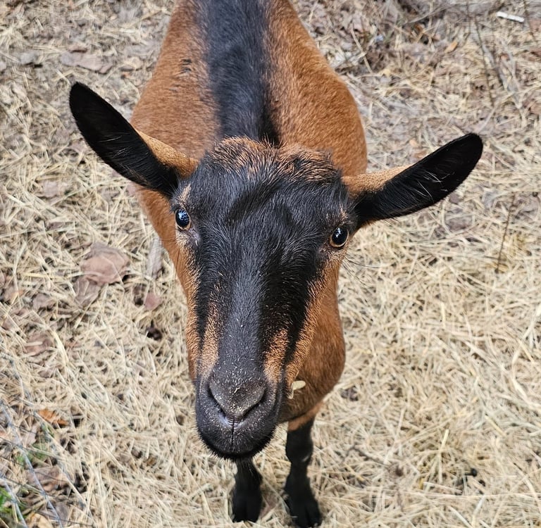 Oberhasli goat standing on the ground looking up at camera